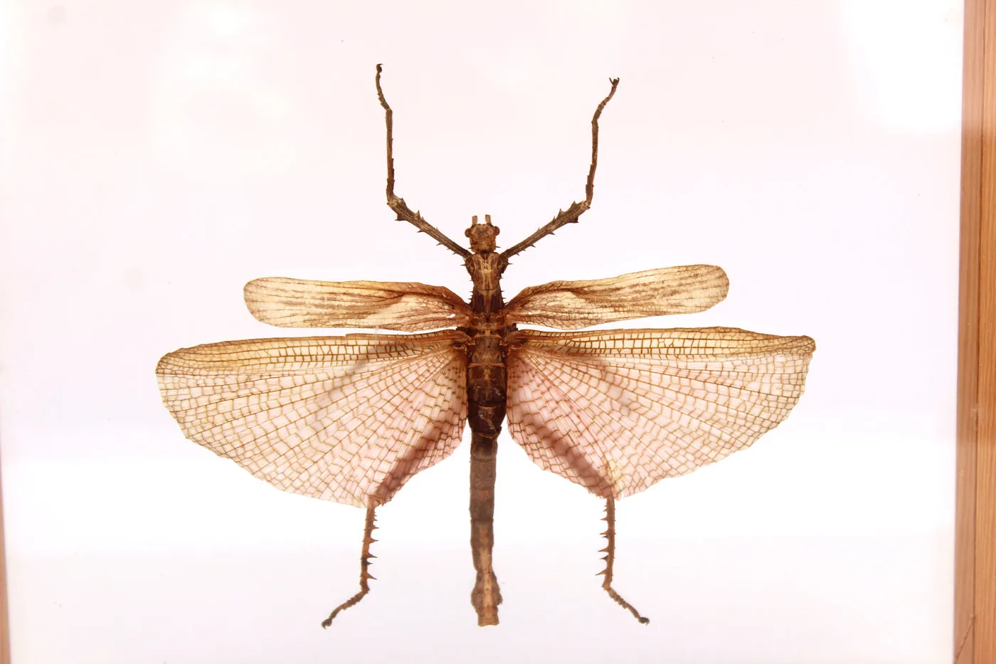 Malaysian Heteropteryx Dilatata Male Insect