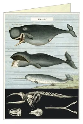  Whale Chart  Card